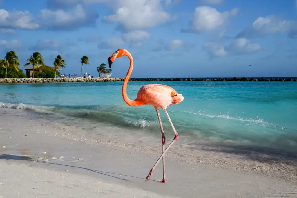 cash and fee free atms in aruba